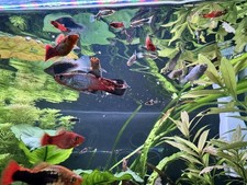 Lampada per acquario Twinstar 80G