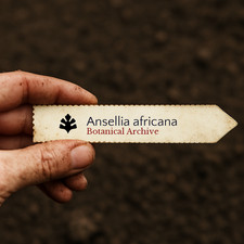 Ansellia africana seeds - africana,