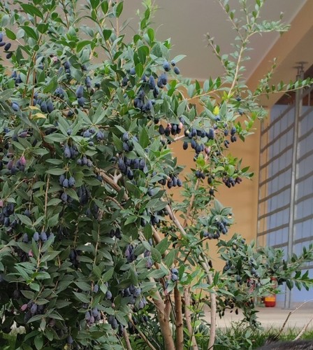 Bacche mirto sardo - mirto,