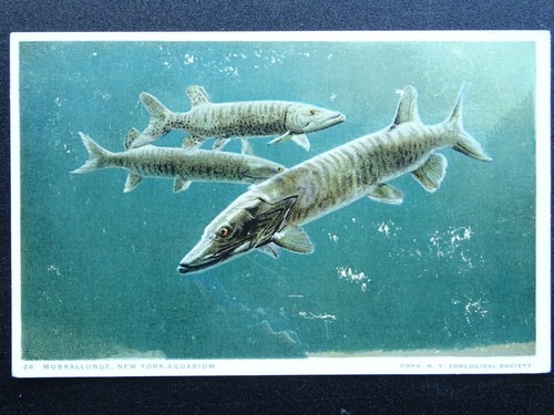 Fish theme pike - fish,