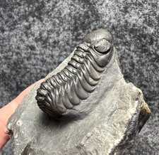 Austerops smoothops Trilobite