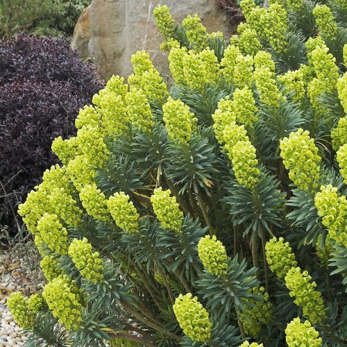 Euphorbia characias euforbia - -,