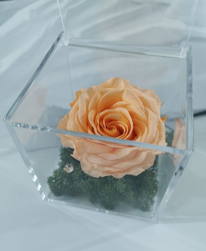Rosa stabilizzata color pesca