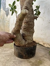 Bonsai Giaga , Crassula Ovatta