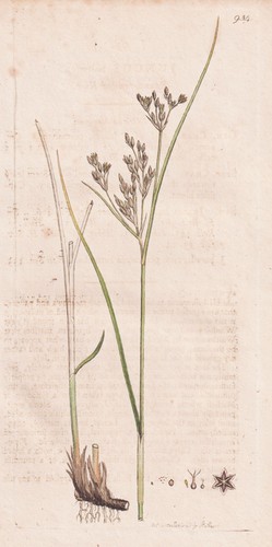 Juncus bulbosus binsen erba - bulbosus,