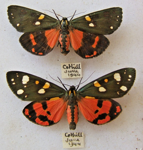 Scarlet tiger dominula - c., ab