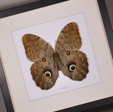 Real framed Caligo eurilochus