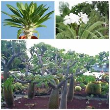 30 semi di Pachypodium lamerei var. ramosum , piante succulente, piante grasse