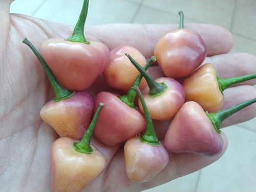 Semi peperoncino cheiro - semi,