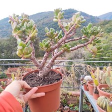 ?Vaso Ø 15 Cm CRASSULA OVATA GOLLUM HOBBIT Meravigliosa ?❤️?+Omaggio