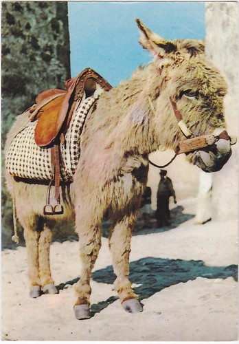 Sardegna asinello sardo - -,
