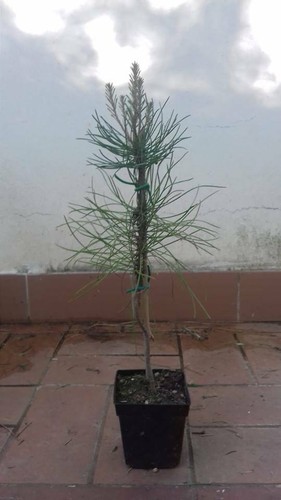 Pianta pinus pinaster - pinus, h