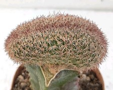 Echinocereus reichenbachii ssp. burrensis cristate