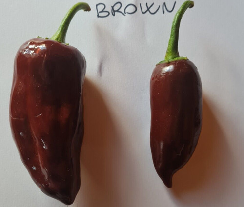 Semi peperoncino - semi,
