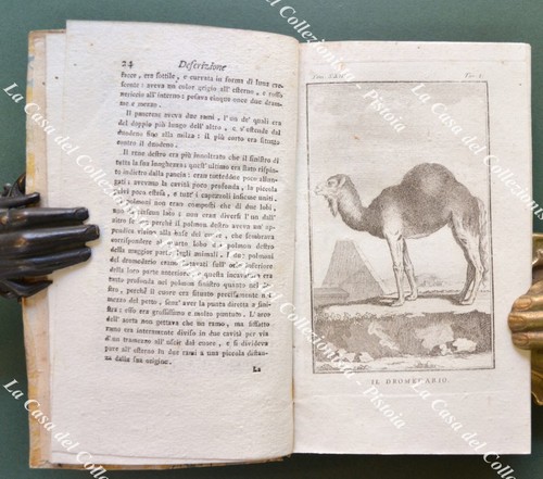 Zoologia buffon 1773 - 1773., il