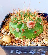 Notocactus ottonis di