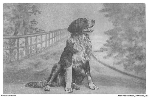 Avwp13 0743 animali cane - -,
