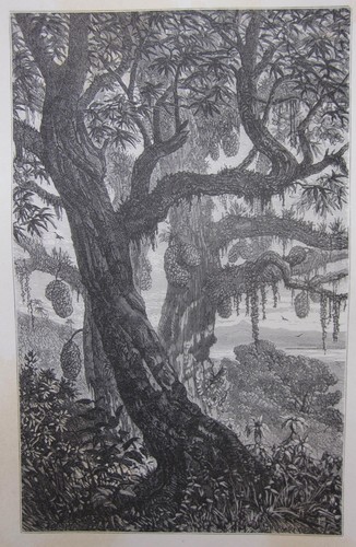 1865 manguier jacquier - manguier,