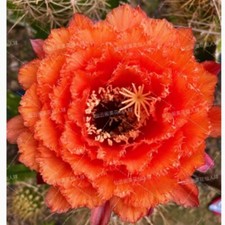 Pianta succulenta cactus - succulenta, di