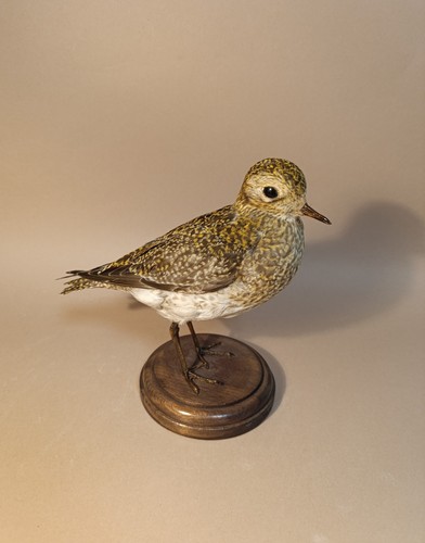 Taxidermy cabinet de - cabinet,