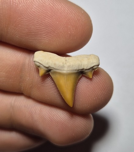 Dente fossile squalo - fossile,