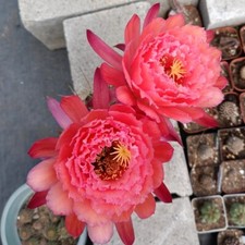 Pianta succulenta di cactus 6