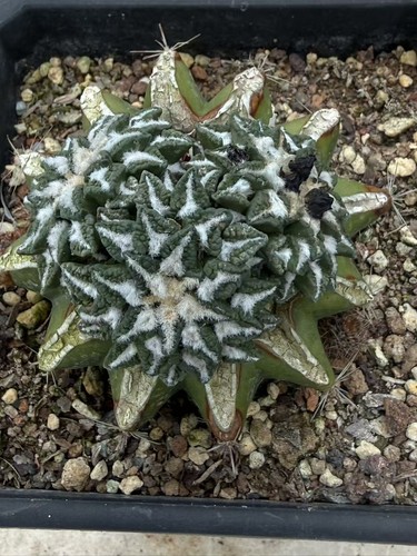 Multi testa ariocarpus - multi-testa,