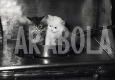 Foto vintage Gatti, 1952