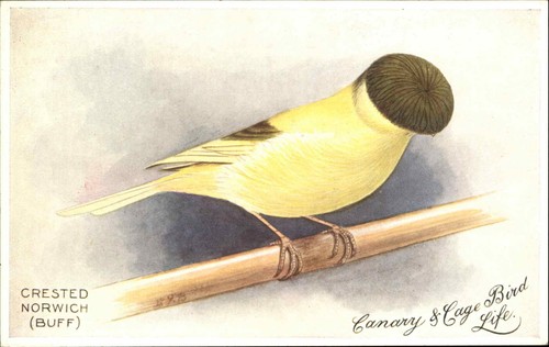 Canary gage bird - &, life