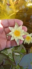 Ninfea rustica pigmea - , helvola