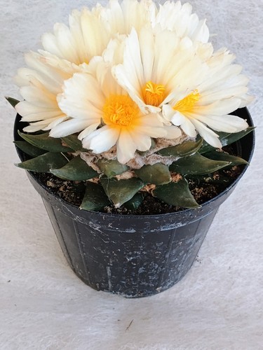 Ariocarpus trigonus var - ariocarpus,