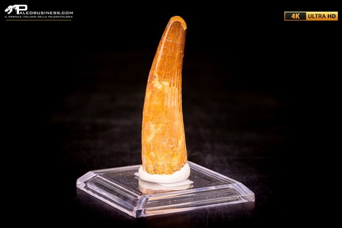 Dente spinosaurus - dente,