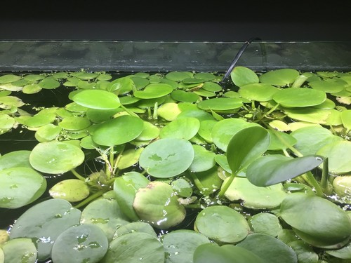 Pianta acquario hydrocharis - -,