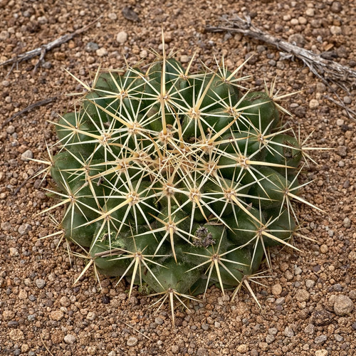 Coryphantha ottonis seeds - coryphantha,