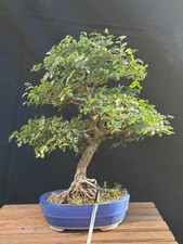 Bonsai olmo campestre - bonsai,