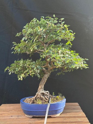Bonsai olmo campestre - bonsai,