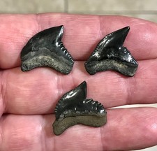 UN TRIO DI XL - COLORI SCURI