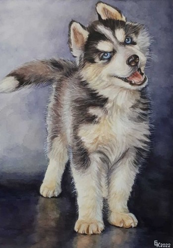 Siberian husky cane - siberian, simpatico