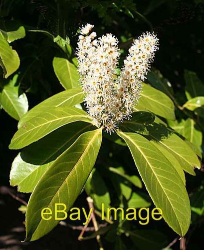 Photo 6x4 cherry laurel - photo,