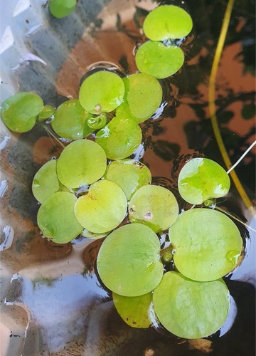 Limnobium laevigatum pianta - laevigatum,