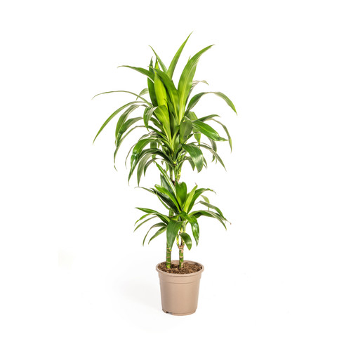 Dracaena deremensis lisa - lisa,