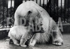 Foto vintage Londra, Patu incontra il suo pubblico allo zoo, stampa 21x15 cm