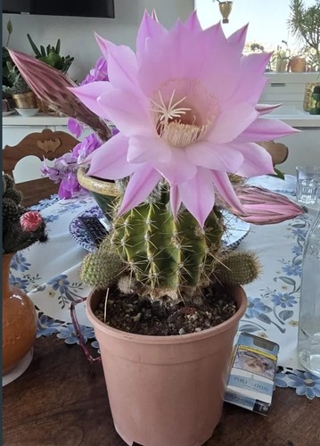 Cactus vaso cm con - vaso, 20