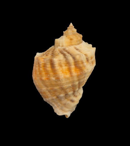 Conchiglia shell rapana venosa - conchiglia,