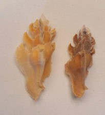 Pterynotus Elongatus Orange X