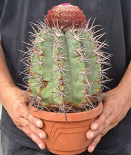Melocactus pachyacanthus