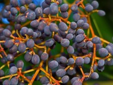 Ligustrum japonicum - Privet a