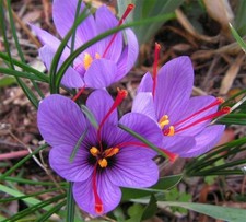 OFFERTA 1000 BULBI DI CROCUS SATIVUS ZAFFERANO Calibro 8/9 Croco Coltivazione