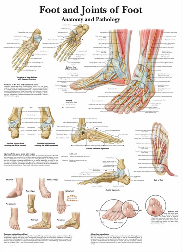Poster articolazioni dei piedi