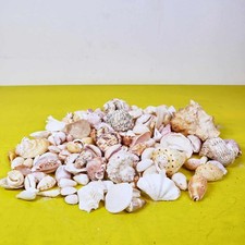 Collezione di conchiglie